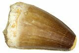 Fossil Mosasaur (Thalassotitan) Tooth - Morocco #374601-1